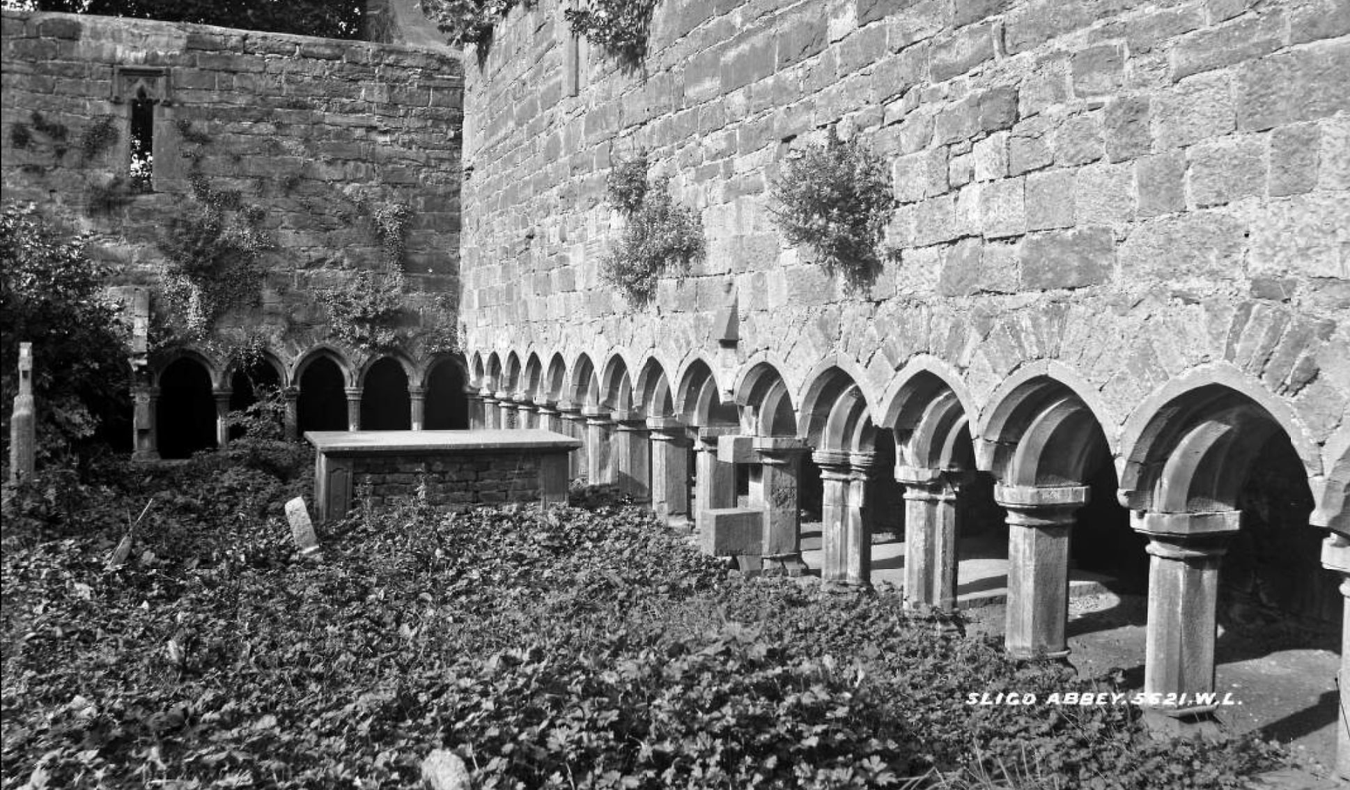 An early photograph of the heavily overgrown cloisters within the Dominican Friary at Sligo from the Lawrence Collection in the National Library of Ireland.