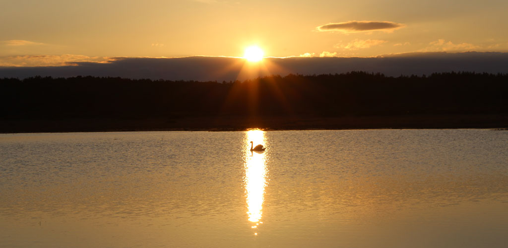 A swan at sunset on Bunduff Lake below Cliffoney.