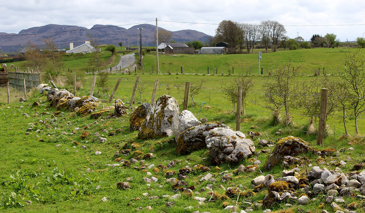 The destroyed remains of monument 5 at Carrowmore. The stones were used to build a field wall around 1840.