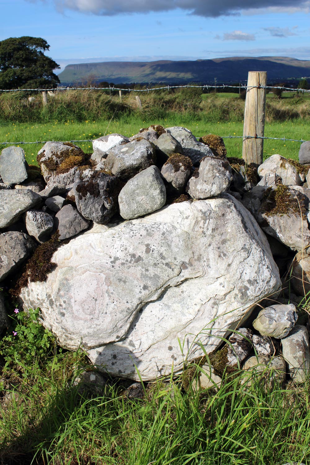 Many stone circles in Carrowmore were dismantled to build field walls.