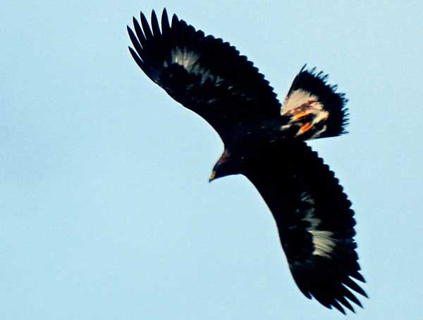 Eagles were a very common sight in Ireland.