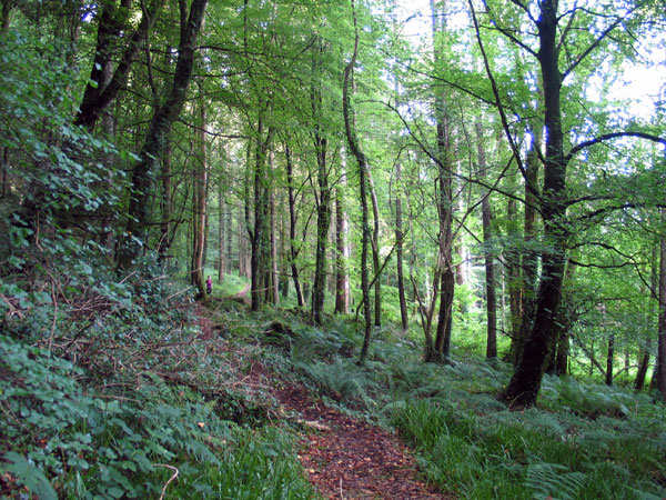 Carns Hill forest walk.